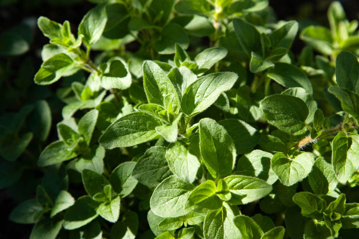 Italian Oregano (2 Pack) – Bonnie Plants