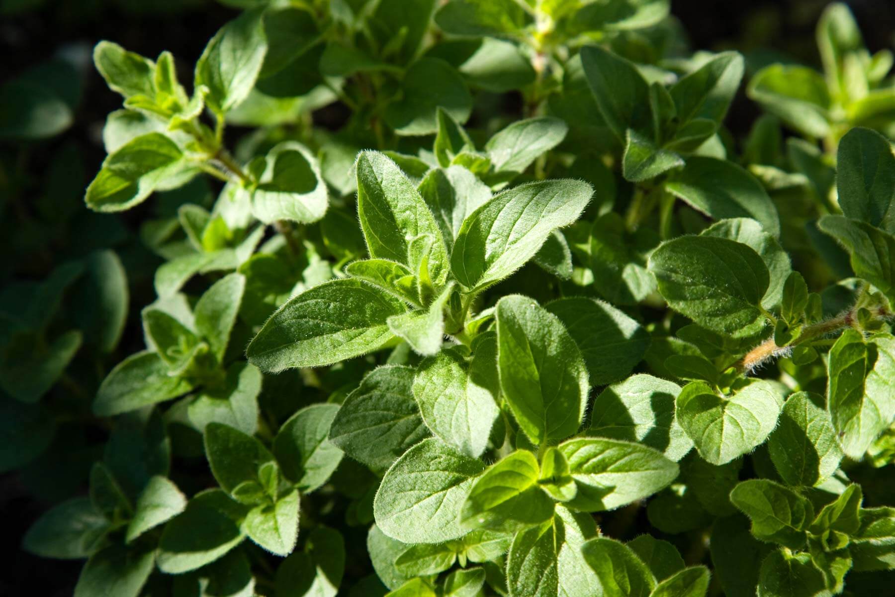 Fresh oregano plant (fresh oregano, oregano plant, fresh oregano plant) Fresh oregano plant