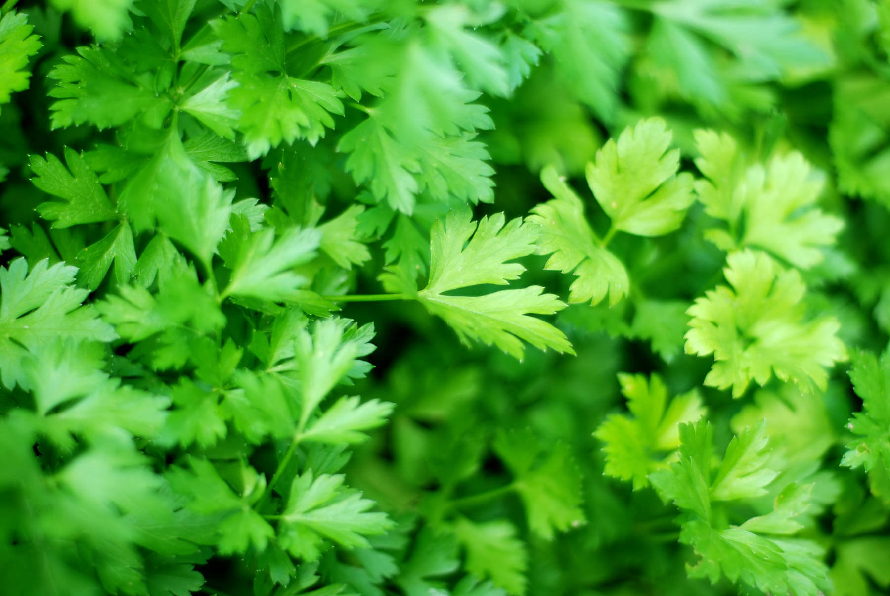 Image of A tomato plant with parsley leaves growing at its base