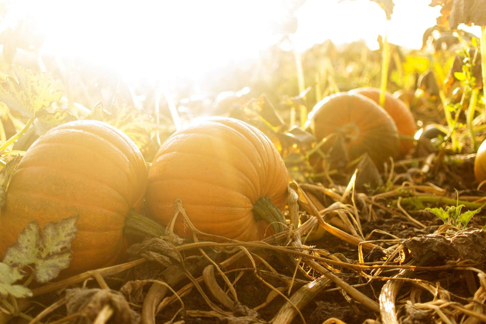 Pumpkin Planting & Growing  Learn How Pumpkins Grow – Bonnie Plants