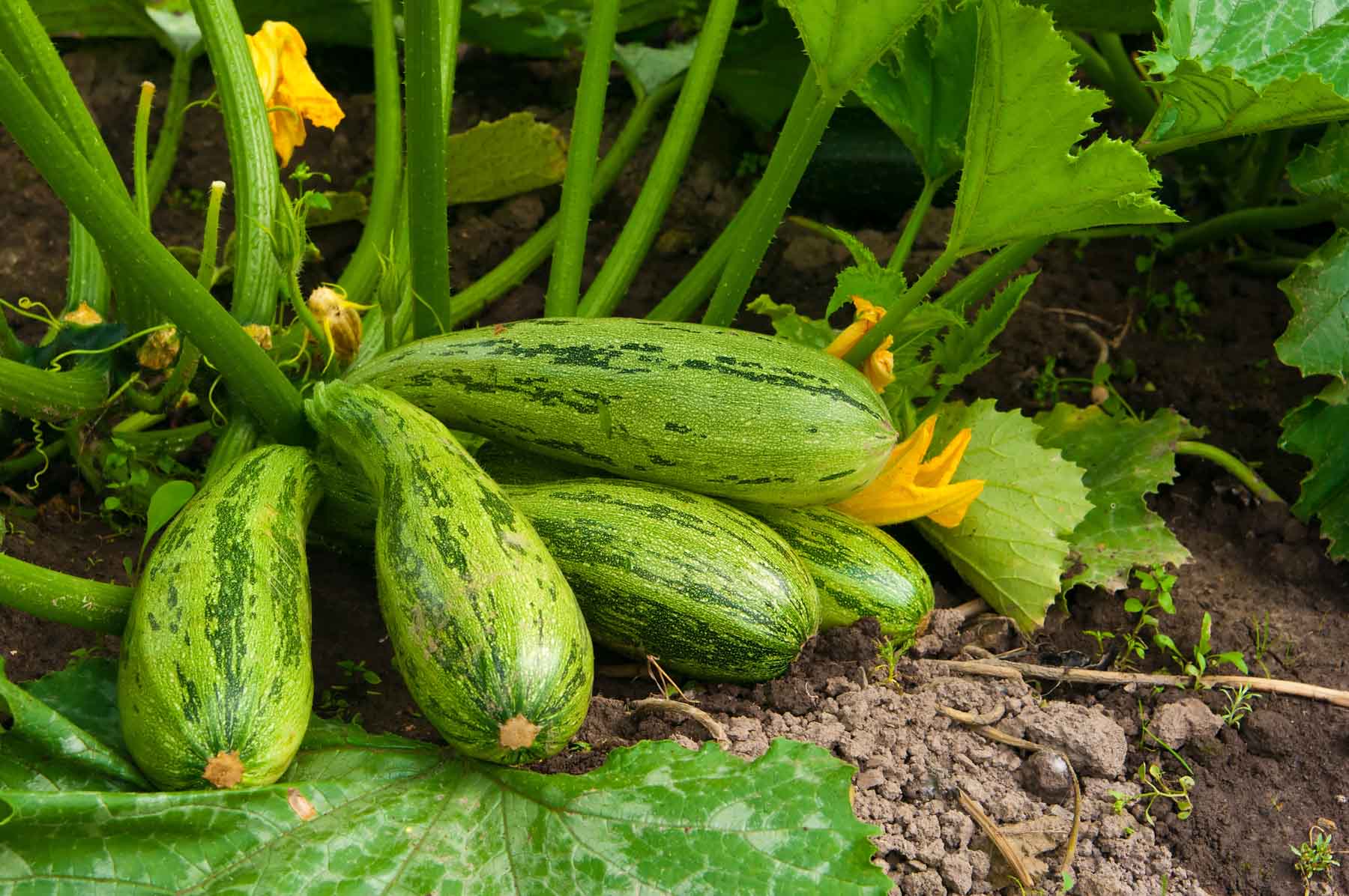 Image of Crookneck squash plant growing in a patio garden