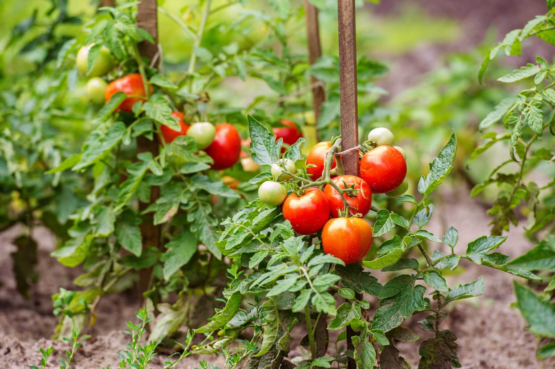 Image of Tomatoes plants