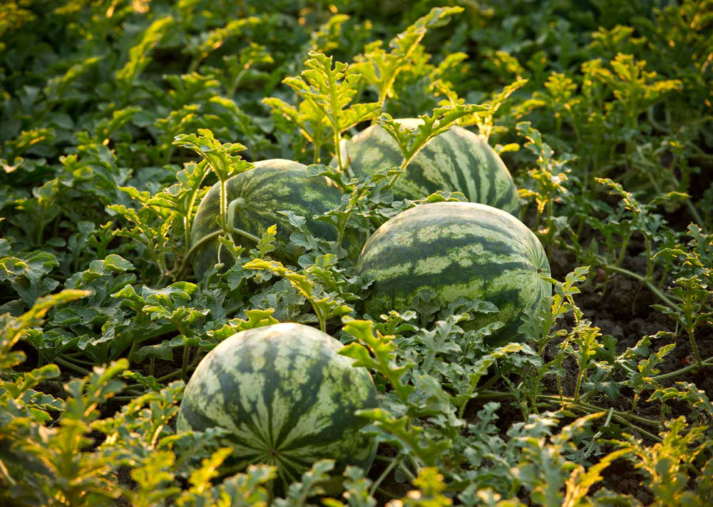 Growing Watermelons