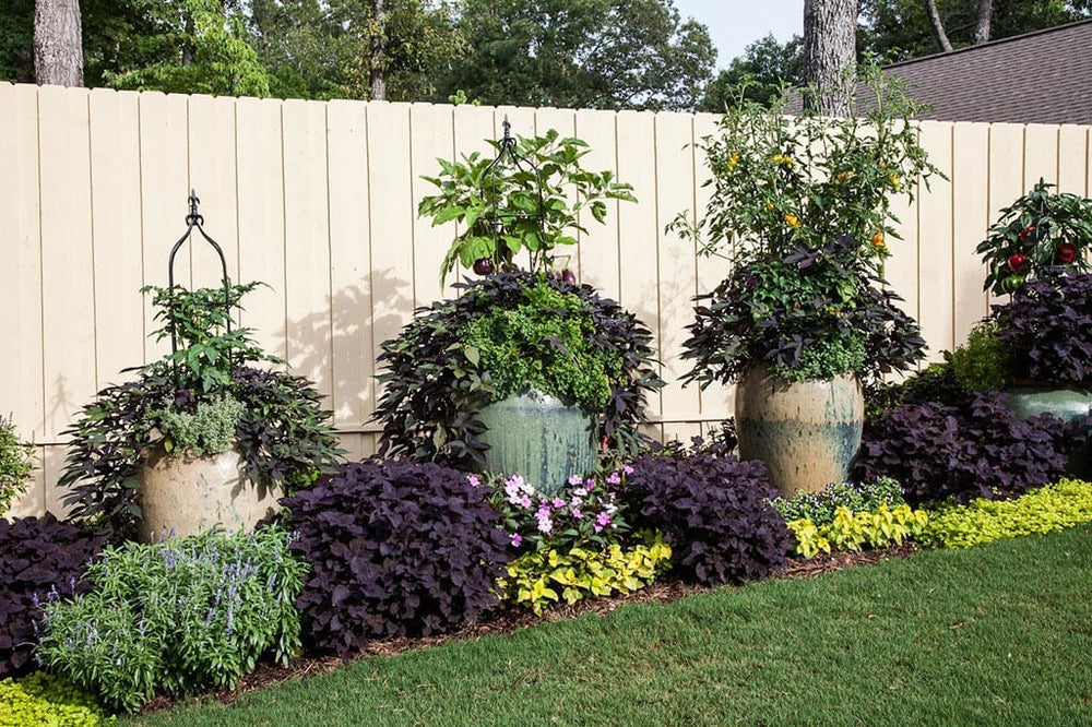 Edible container designs: along the fence