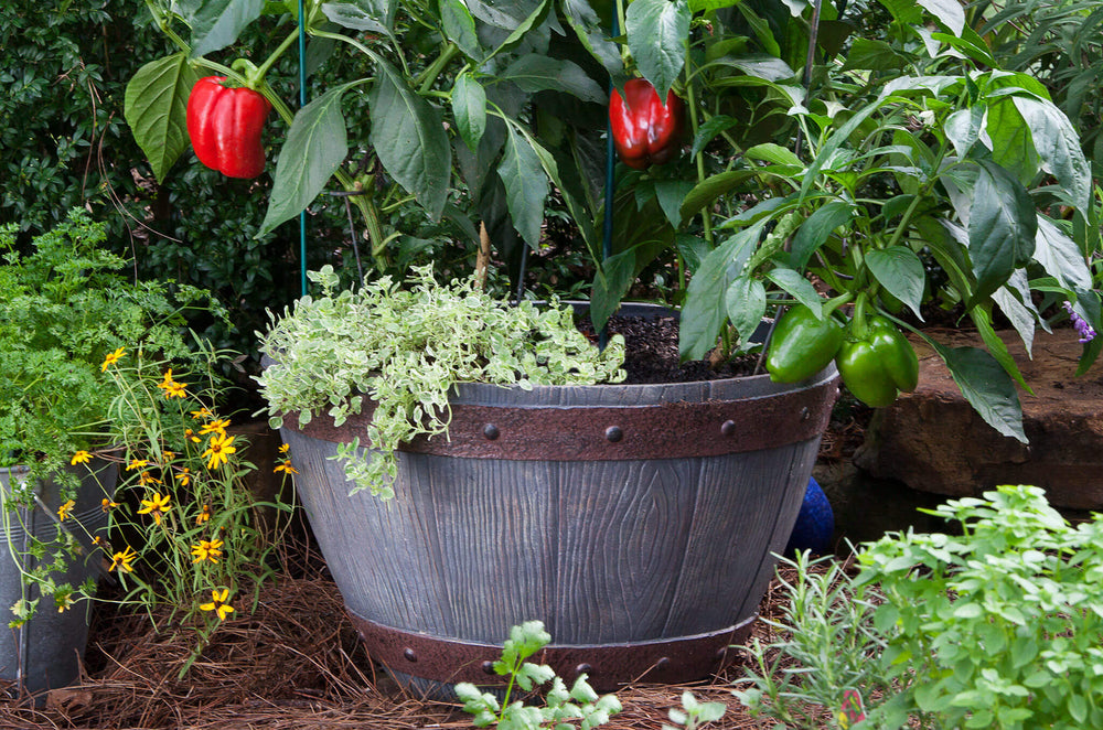What's hot in plant pots - Garden Center