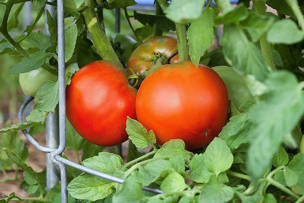 Gardening with Allen: Help tomato plants set fruit - The Columbian