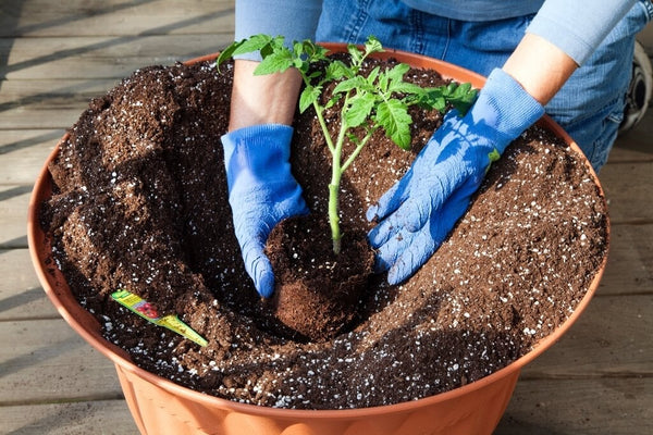 Plant Tomatoes Deep - planting a tomato in a pot