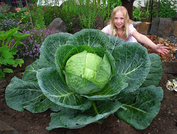 3rd Grade Cabbage Program: young girl in garden with huge cabbage