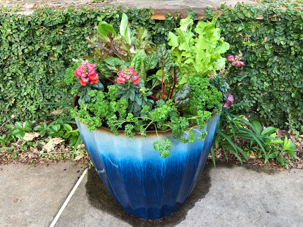 Cool Greens Container Garden