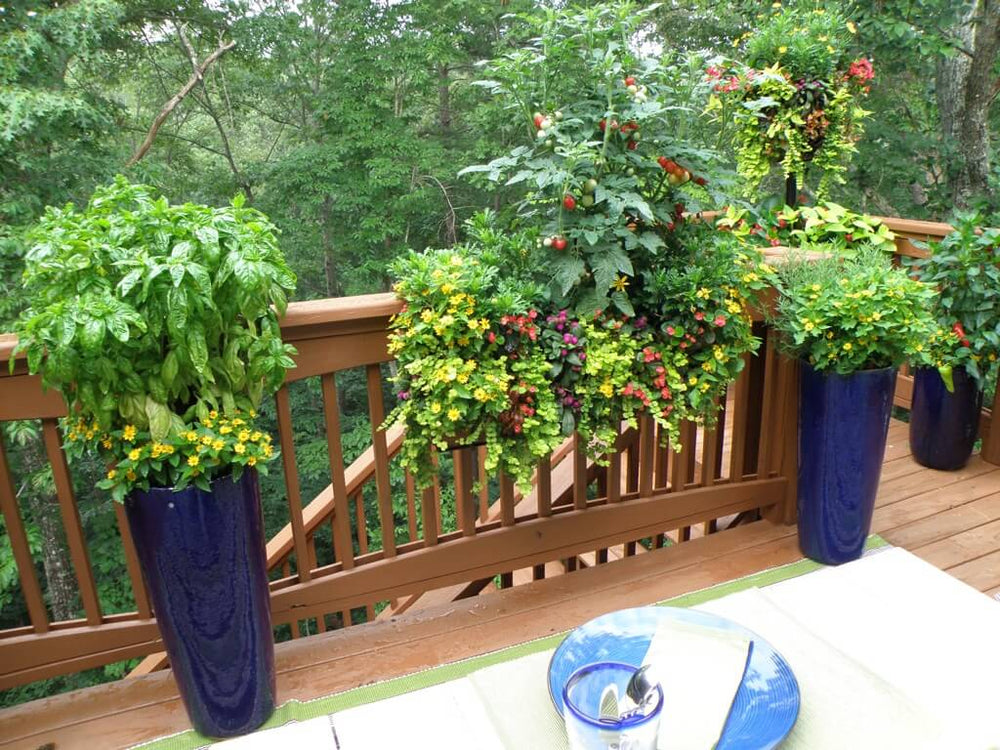 Deck Gardening & Creative Ways to Grow Herbs & Vegetables – Bonnie Plants