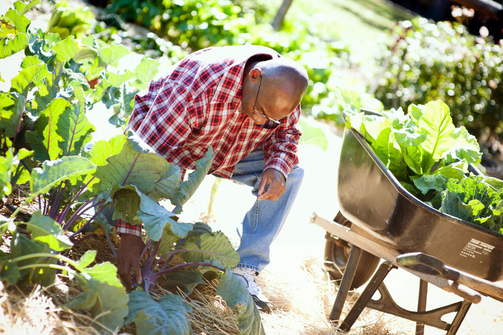Bonnie Plants Victory Garden