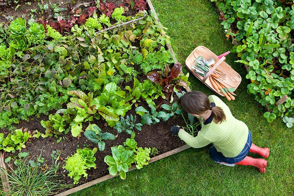Garden Bed Shape: woman gardening in rectangular raised bed