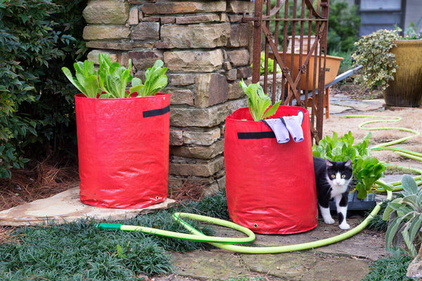 Gifts for gardeners: collapsible planting pots and hose