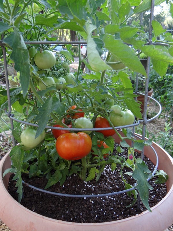 how to grow tomato tree