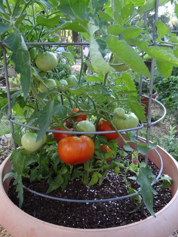 Growing Tomatoes in Grow Bags: A Comprehensive Guide