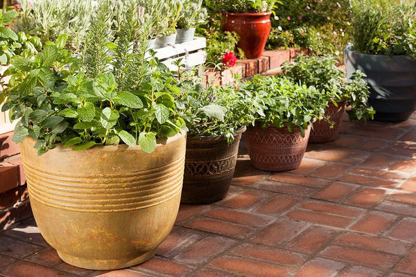 Herb gardening: Herbs in containers on patio