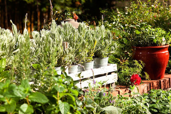 Herb Gardening: Herbs planted and ready to harvest