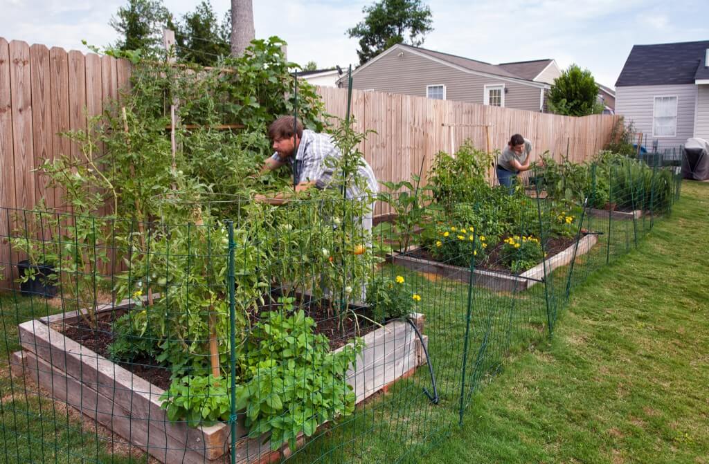 Wind Protection For Plants: 10 Tips To Keep Your Garden Safe, A Veg  Gardener's Diary