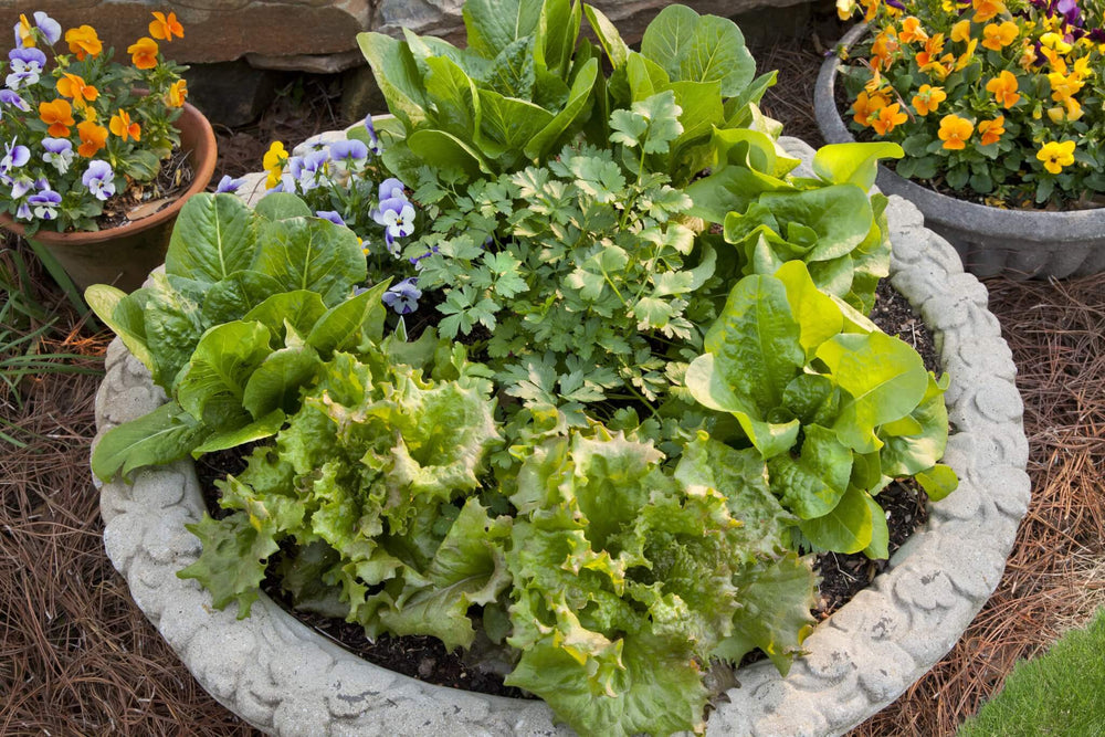 Easy Vegetables to Grow: green and red leaf lettuces planted with cilantro and annual flowers in cement birdbath