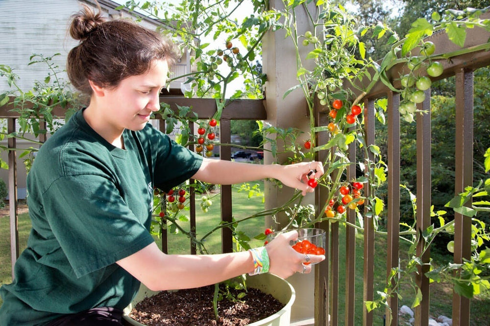 Beginner Gardeners: Mia picking cherry tomatoes
