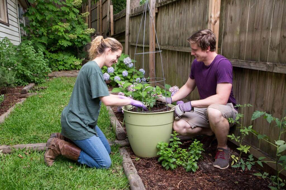 New tomato gardeners tending to potted tomato plant