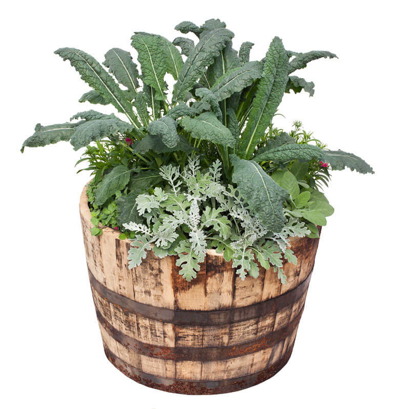 Kale, Flowers & Herbs Container Garden