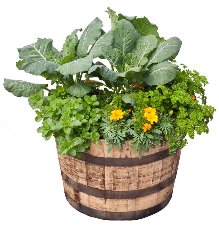 How to Grow Collard Greens  Learn More About the Collard Plant – Bonnie  Plants