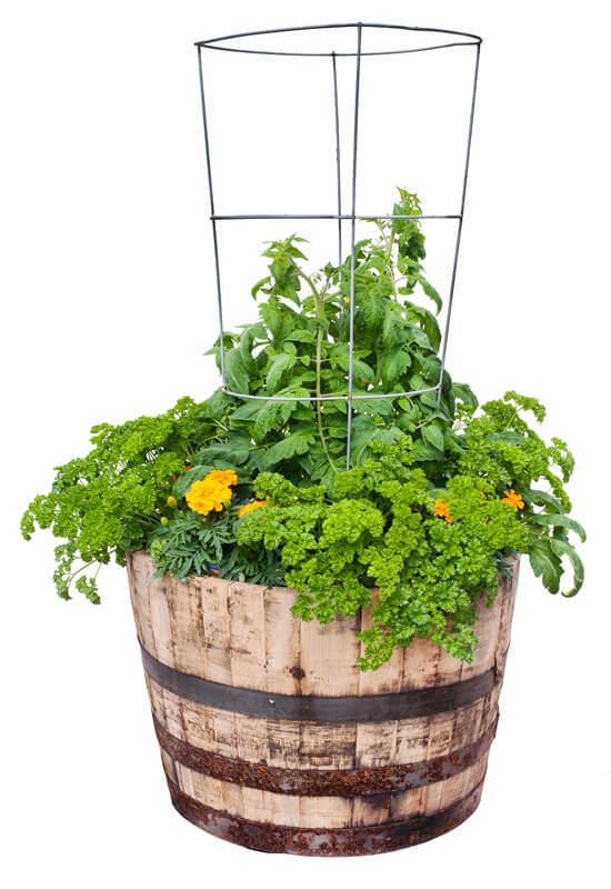 Image of Tomatoes and parsley planted in a pot together