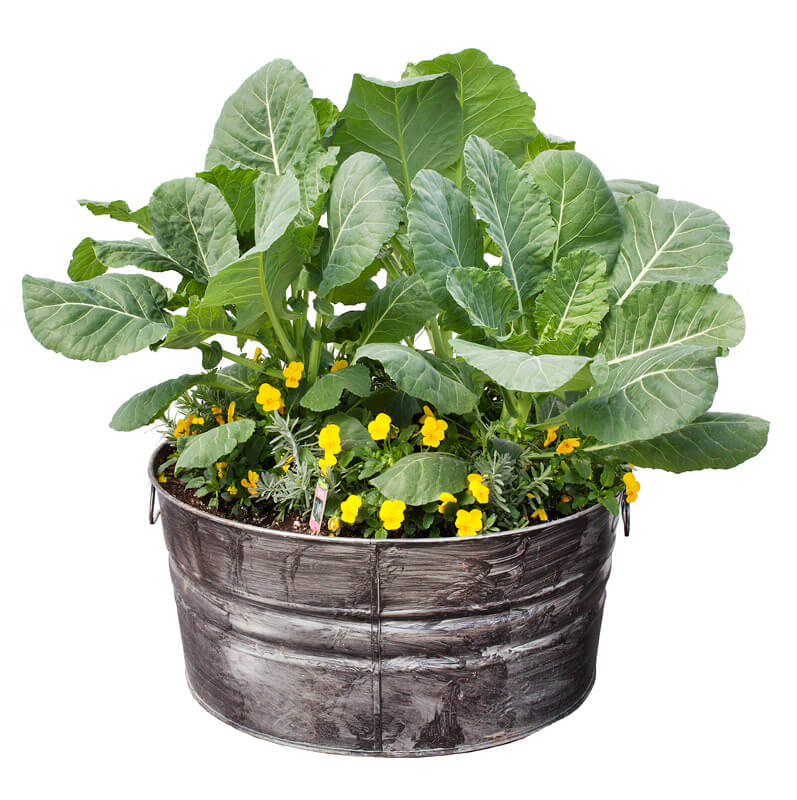 Create a Lavender & Collard Greens Container Garden – Bonnie Plants