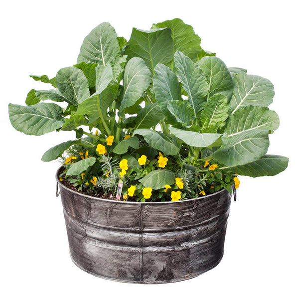 Herbs, Color & Collards Container Garden – Bonnie Plants
