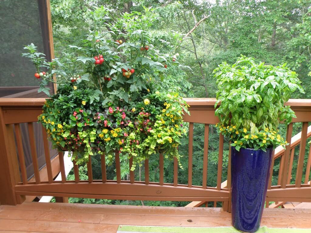 Small Garden Ideas: tomatoes and basil in pot on deck