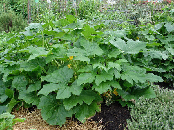 squash plants in garden