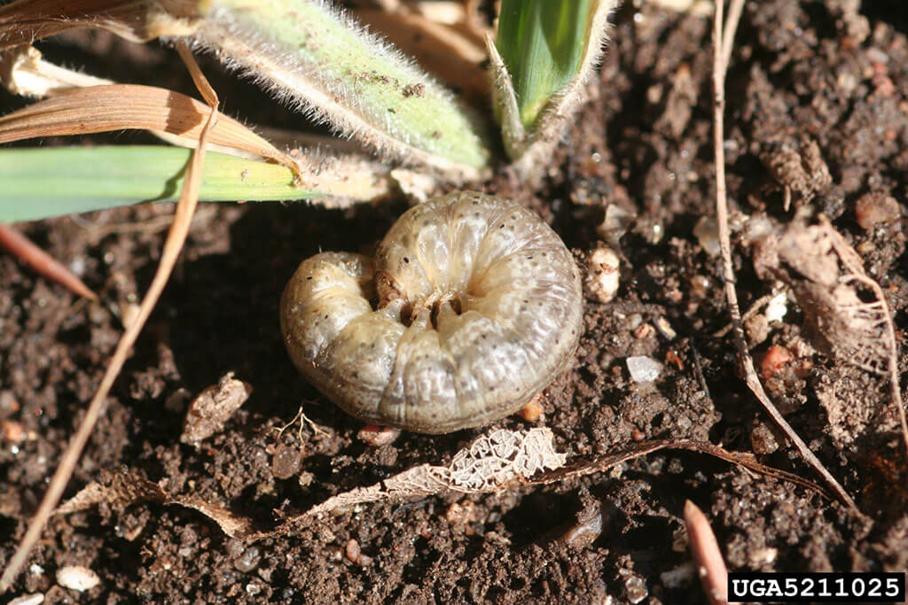 does chewing tobacco kill worms parasites in humans What can dipping and chewing tobacco do to your Armyworm Control | Bonnie Plants