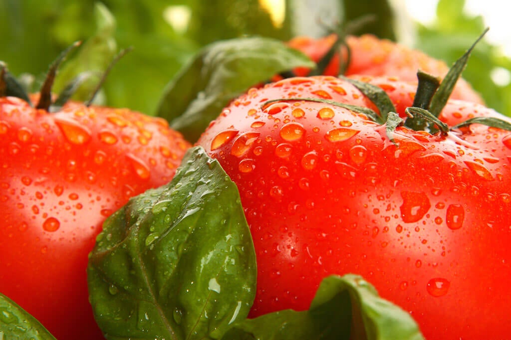 The Perfect Planting Pair Tomatoes Basil Bonnie Plants