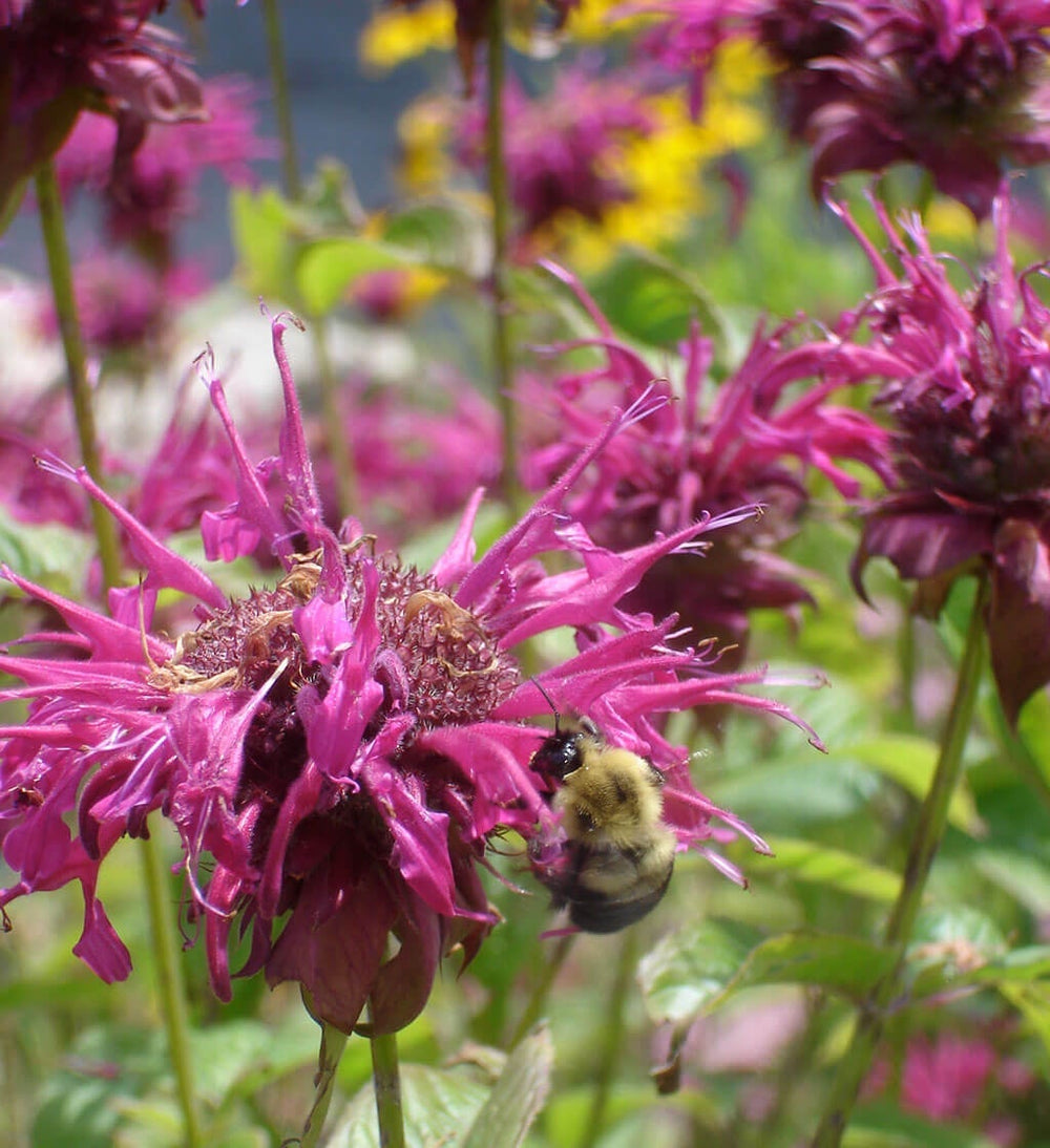 How to Grow Bee Balm in your Garden – Bonnie Plants