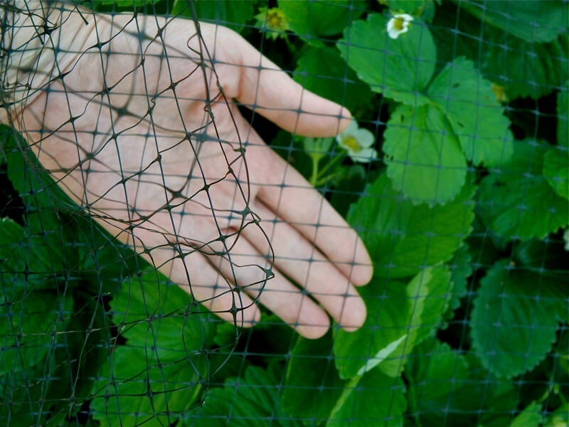 Use bird netting to protect strawberries from birds.