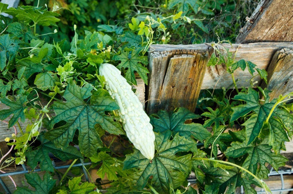 The bitter melon vine grows well along a fence.