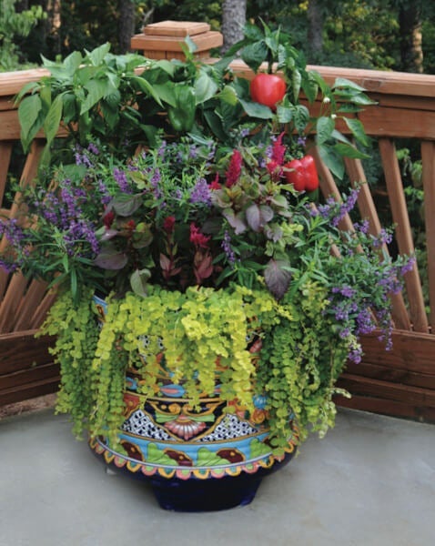 Grow peppers with pretty ornamental flowers and foliage in a container.