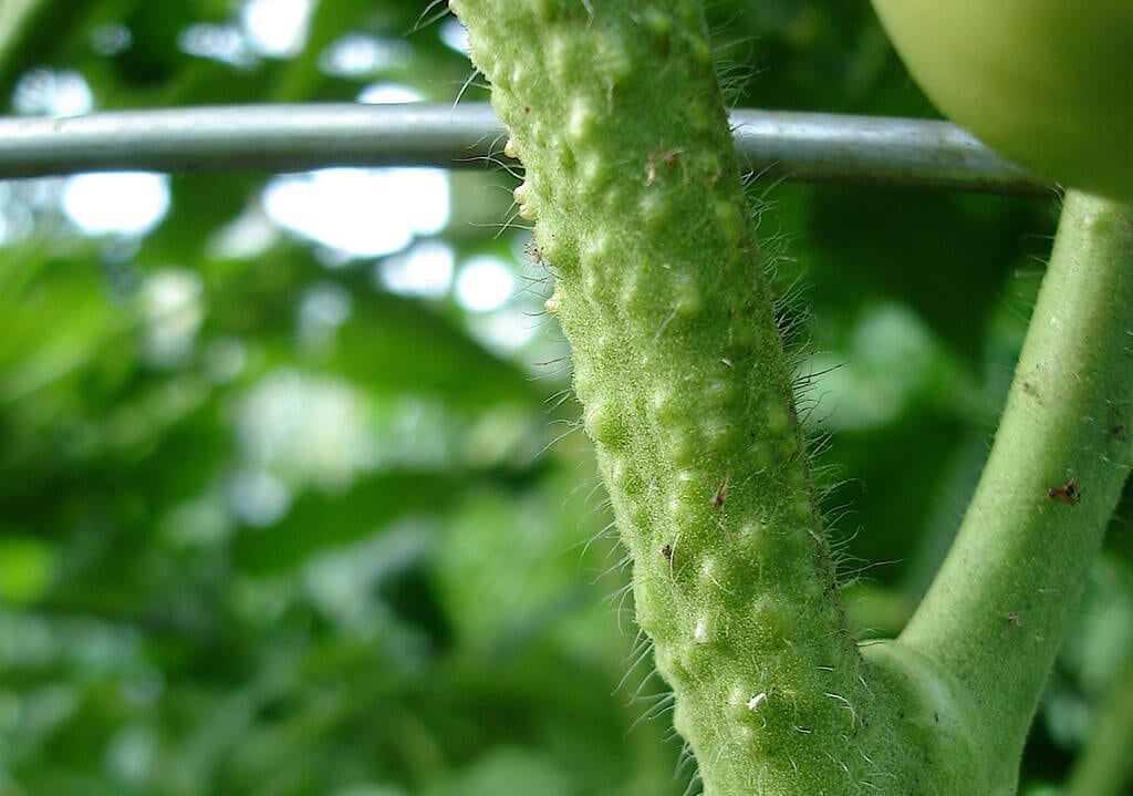 growths on tomato plant stems