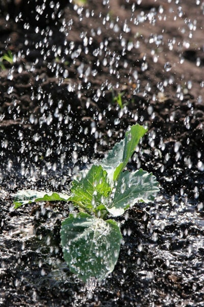 Lots of rain or water helps a cabbage plant form the cabbage head.