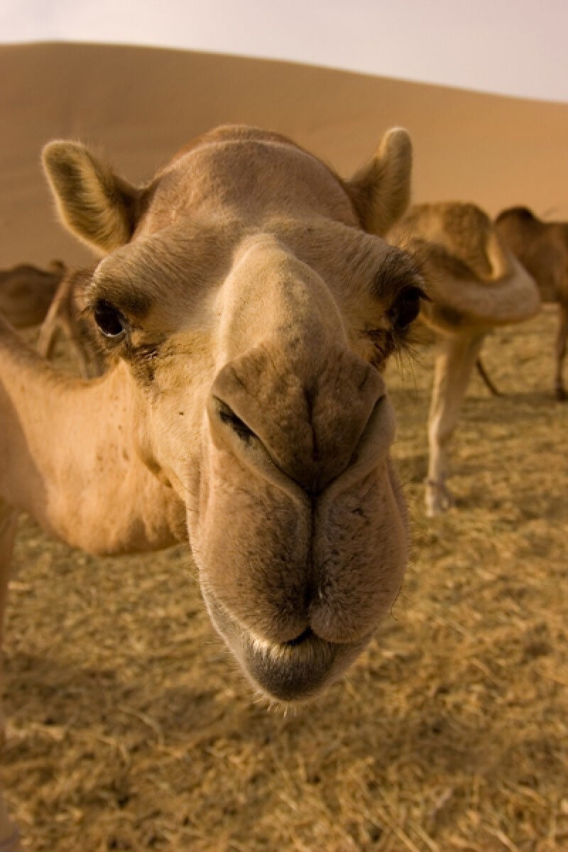 Learn to save and store water to make it through periods of drought, just like camels do in the desert.