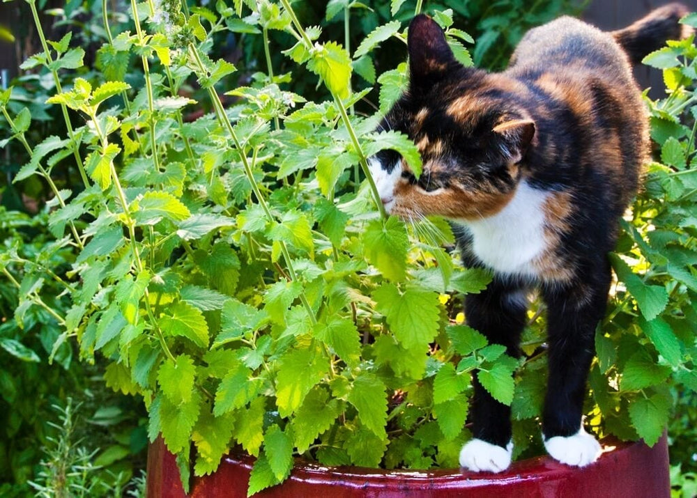 Catnip Bonnie Plant Herb