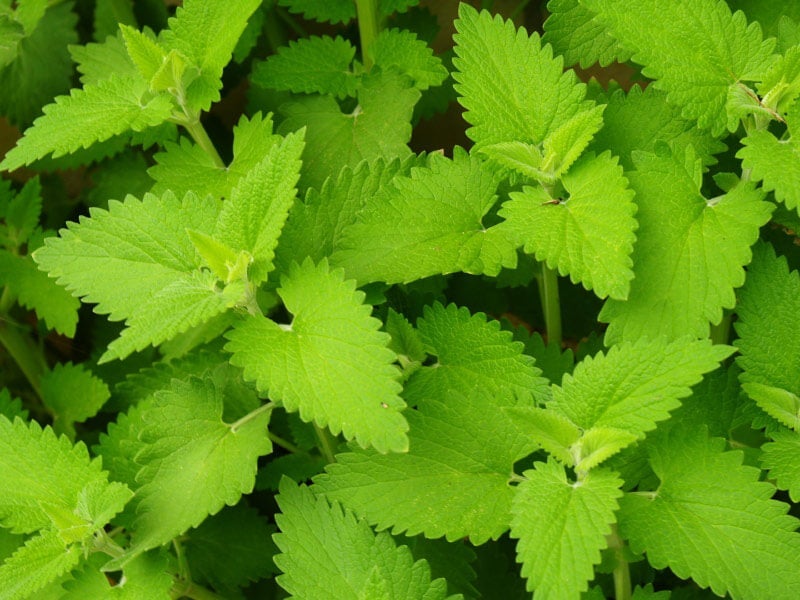 Image of Catnip citronella companion plant