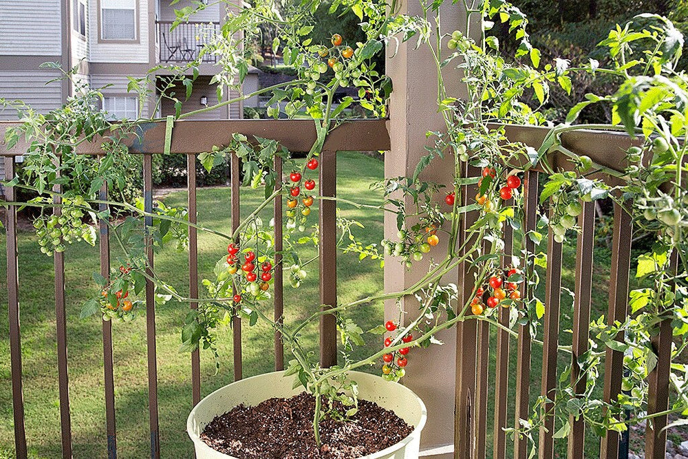 Best Tomato Plants for Sw Florida: Top Varieties for Thriving Gardens 2 Best Tomato Plants for Sw Florida: Top Varieties for Thriving Gardens