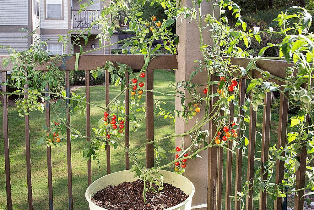 Container Vegetable Gardens for Small Spaces - The Gardening Cook