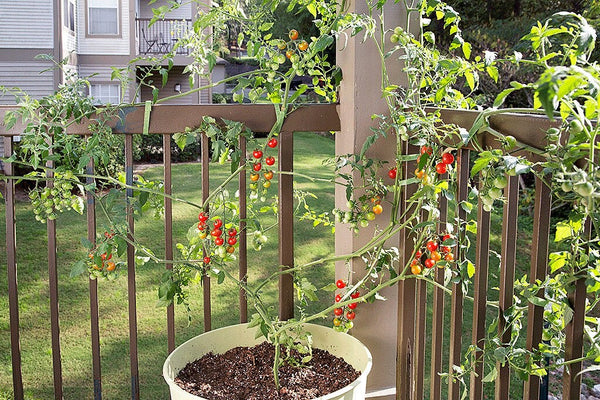 How to Grow Tomatoes in Pots: cherry tomato growing on deck railing