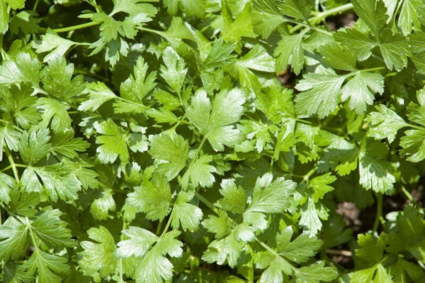 Cilantro grows best in cool weather, especially fall.