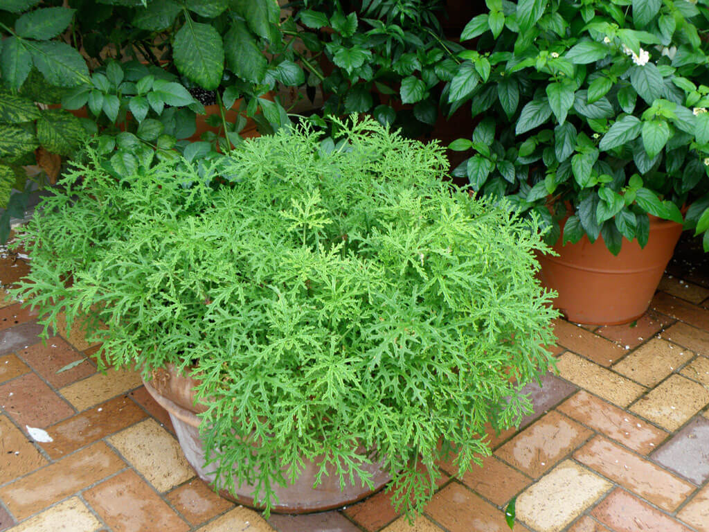 growing mosquito plant (citronella) in a pot