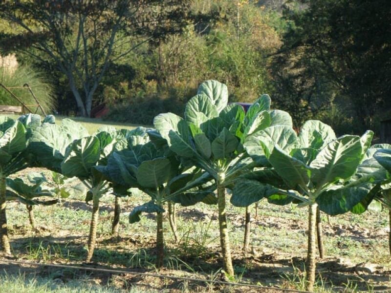 A Brief History of Collard Greens | Collard Country – Bonnie Plants