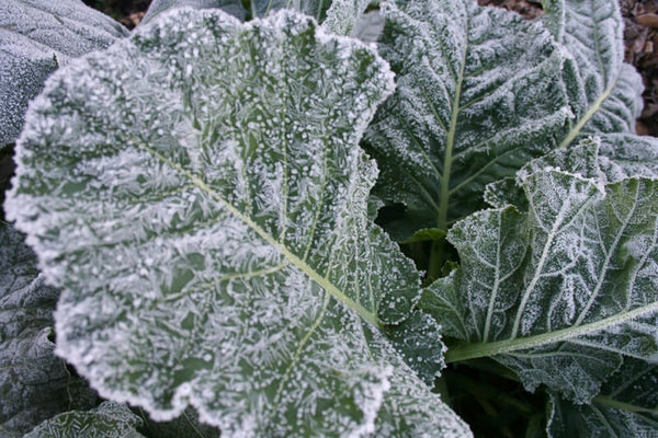 A cool season crop, kale is pictured with frost on its leaves.